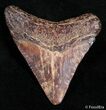 Small Brown Megalodon Tooth From Georgia #2435-1